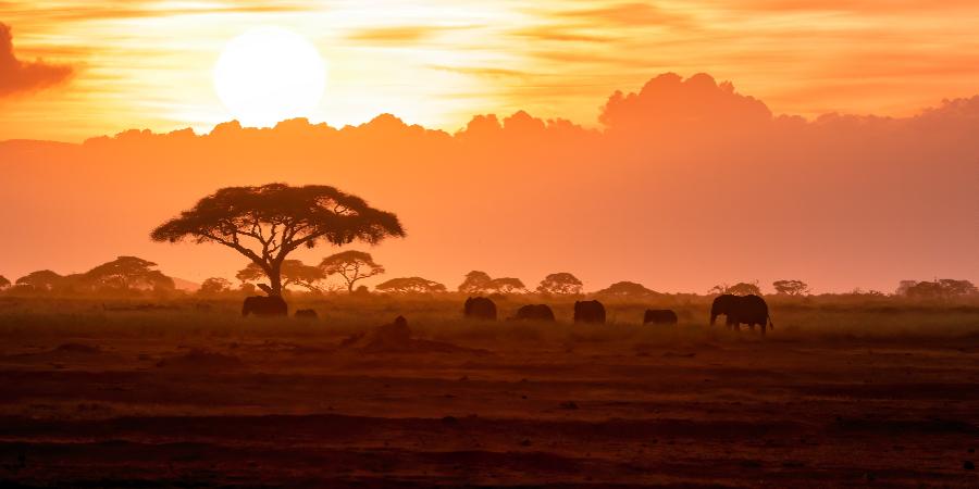 Parco Nazionale Amboseli al tramonto
